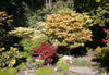 Growing Japanese Maples in Hard Water Areas