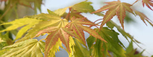 Japanese Maple Library