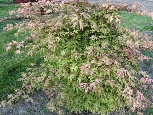 Acer palmatum 'Jubilee' Japanese Maple - Essence of the Tree