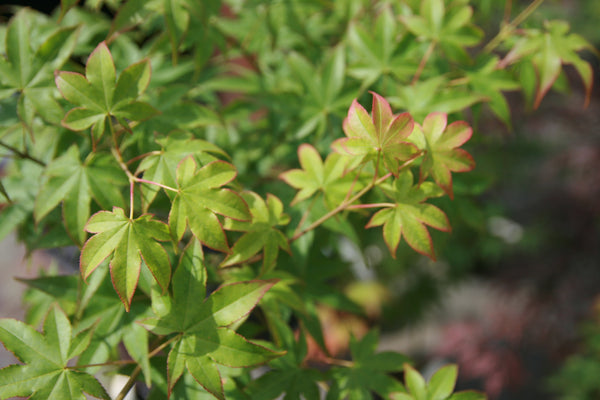 ふじやま　 Fujiyama Japanese Maple – Pink spring foliage with a small shrub