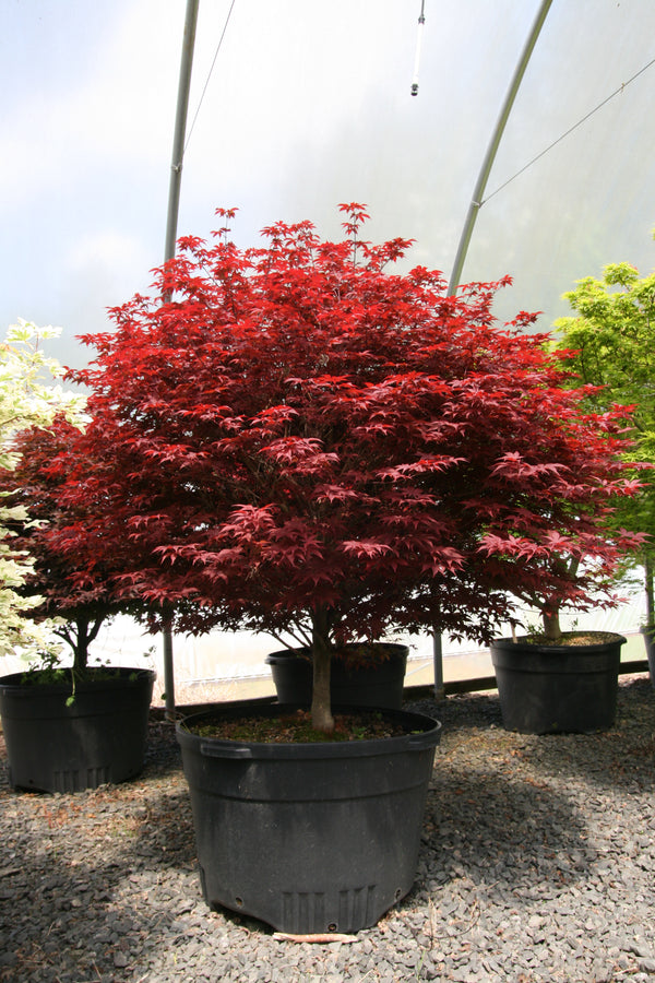 bonsai tree rhode island Acer palmatum 'Rhode Island Red' Japanese Maple