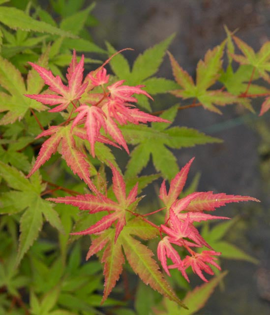 Acer palmatum 'Hino tori nishiki' Japanese Maple - Essence of the Tree