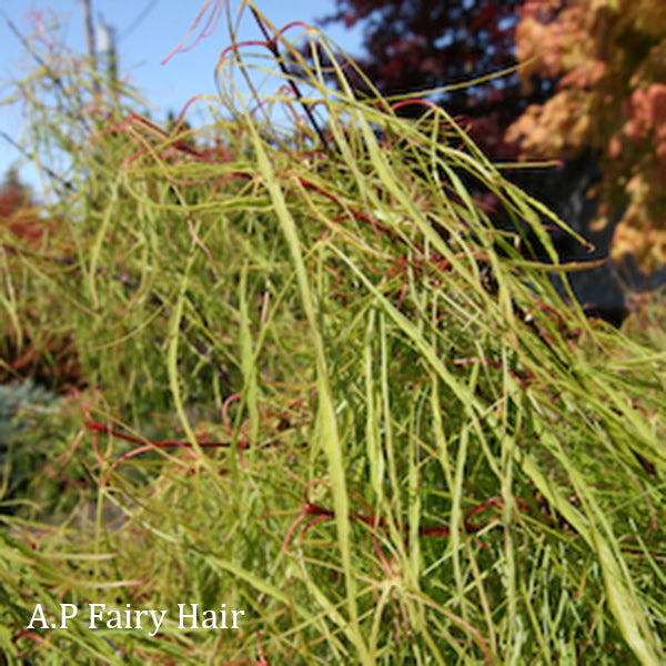 New and Rare Collection Essence of the Tree