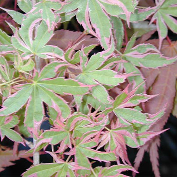Acer palmatum 'Beni shichihenge' Japanese Maple - Essence of the Tree