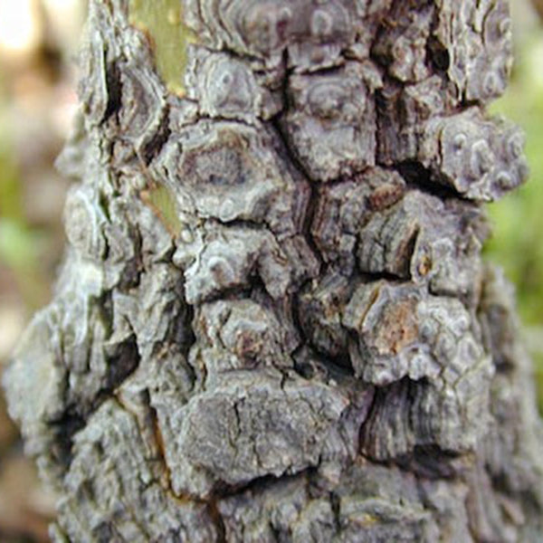 ✨✨✨オキナワアコウ・ガジュマル【◎良品素材】/old tree akou ✨✨✨オキナワアコウ・ガジュマル【◎良品素材】/old tree akou