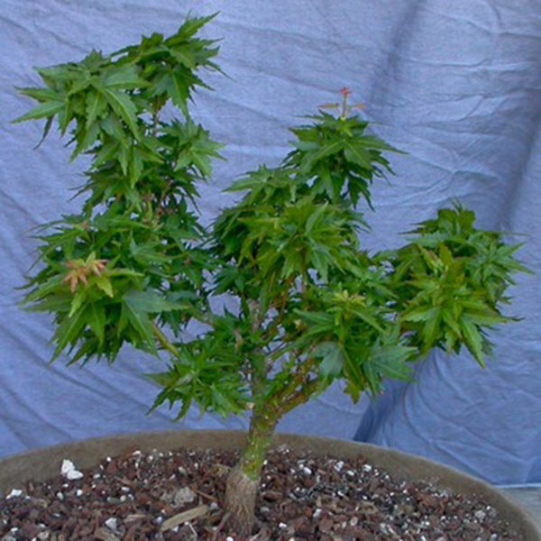 Goshiki Koto Hime Japanese Maple – Tightly layered, crinkled leaves; dense  yatsubusa structure