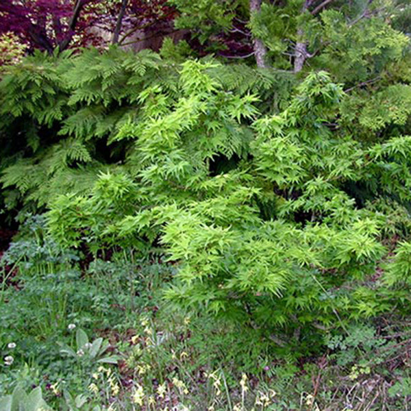 New Trees January 2026 - Essence of the Tree