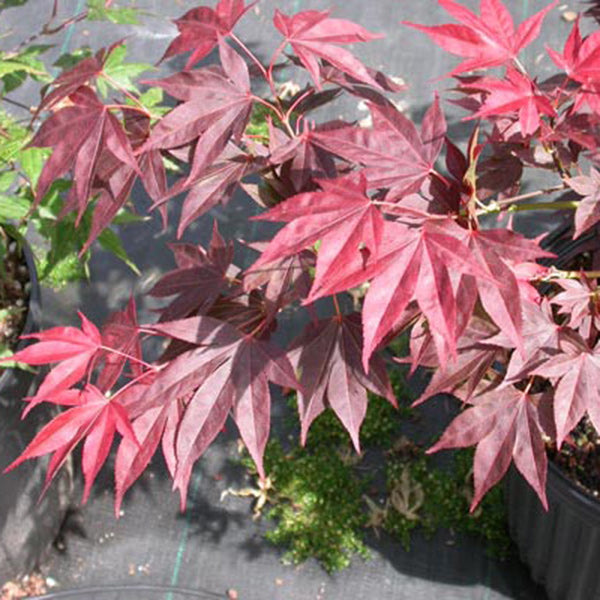 Acer shirasawanum 'Red Dawn' Japanese Maple Essence of the tree