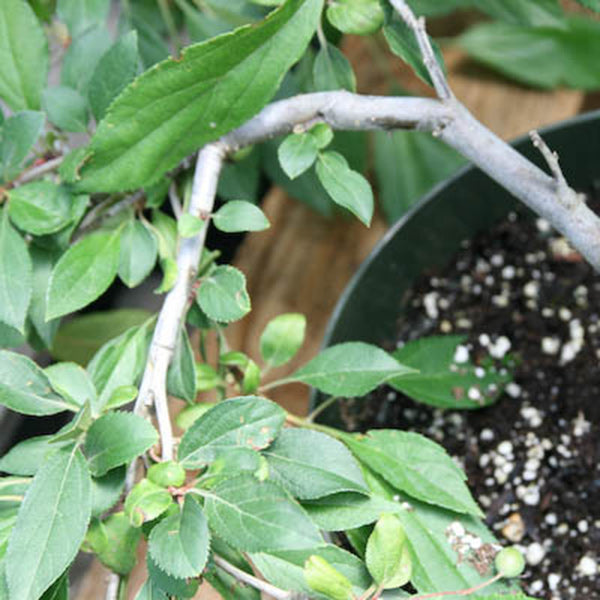 Flowering Crabapple Malus 'Zumi Calocarpa' Essence of the Tree