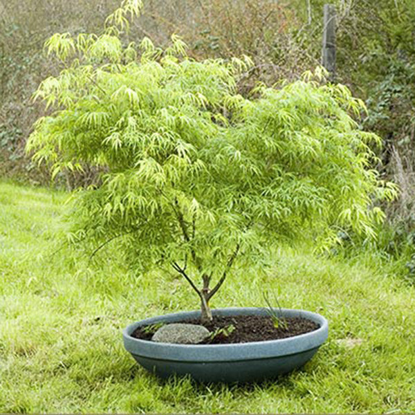 japanese maple pot plant Acer palmatum 'Koto no ito' Japanese Maple