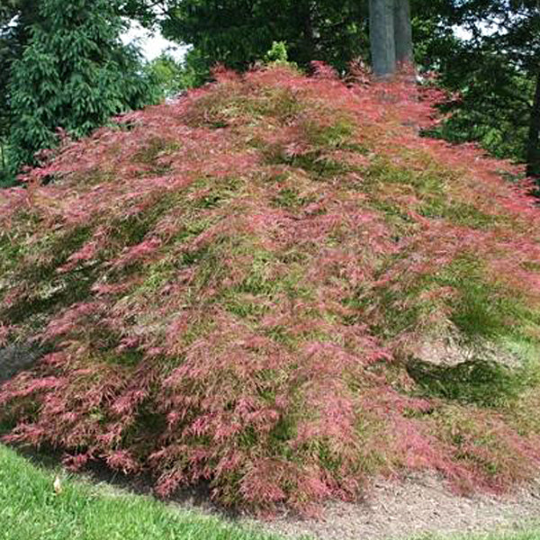 Acer palmatum 'Baldsmith' Japanese Maple