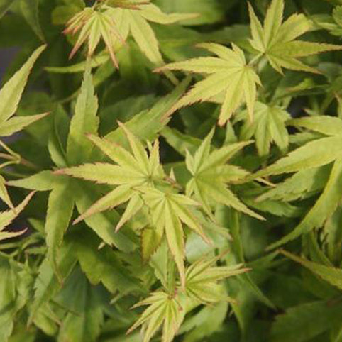 Acer palmatum 'Lima Gold' Japanese Maple