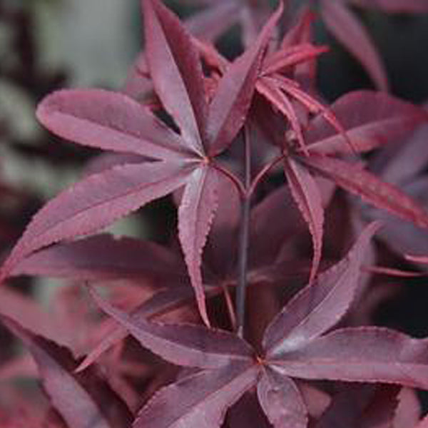 Acer palmatum　直径20～23㎝　53個 Acer palmatum 直径20～23㎝ 53個 Acer palmatum 直径20～23㎝ 53個