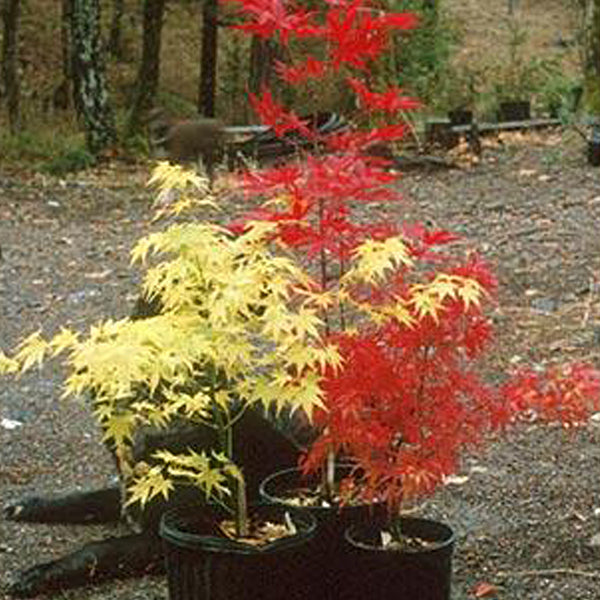 Acer palmatum 'Aoyagi' Japanese Maple - Essence of the Tree