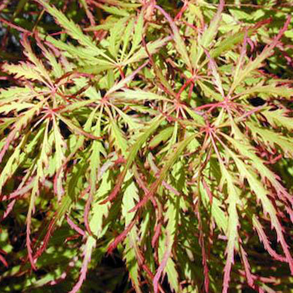 Acer palmatum 'Spring Delight' Japanese Maple Essence of the Tree