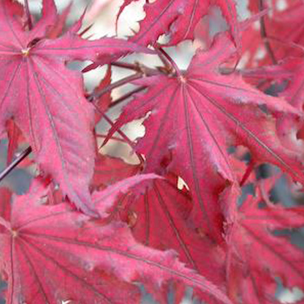 japanese purple ghost maple tree bonsai Purple Ghost Japanese Maple – Iridescent reddish-purple spring foliage shifting to purple