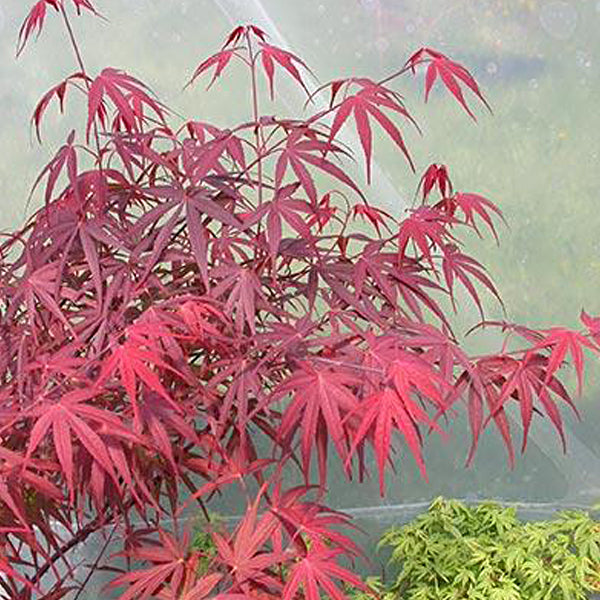 Acer palmatum 'Beni otake' Japanese Maple - Essence of the Tree
