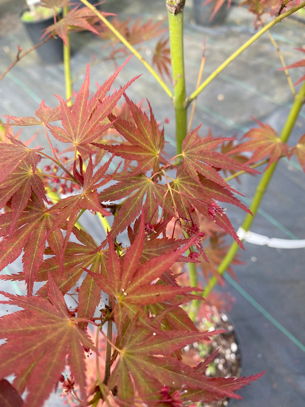 Acer palmatum 'Beni sazanami' Japanese Maple - Essence of the Tree