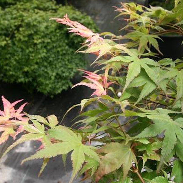 Hino Tori Nishiki Japanese Maple – Pink spring variegation
