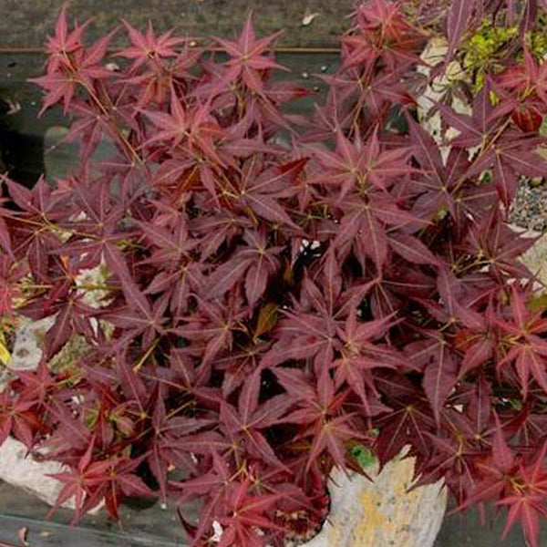 甘糖スウィーツKURENAI Kurenai Jishi Japanese Maple – Small upright form with very short