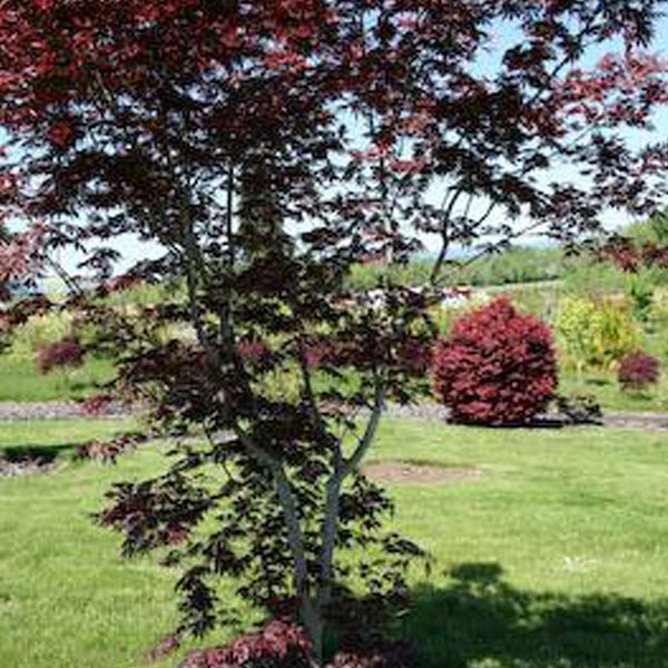 Acer palmatum 'Trompenburg' Japanese Maple