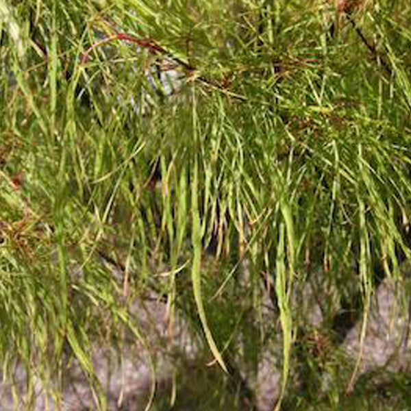 Acer palmatum 'Fairy Hair' Japanese Maple Essence of the tree