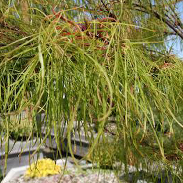 Acer palmatum 'Fairy Hair' Japanese Maple Essence of the tree
