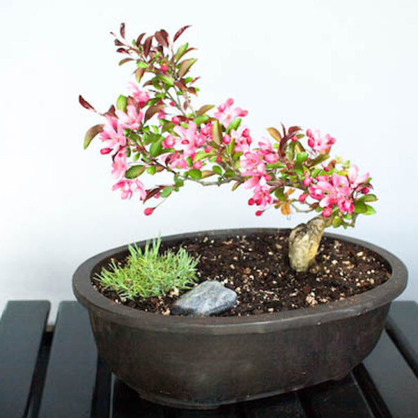 bonsai tree containers Mica Pots