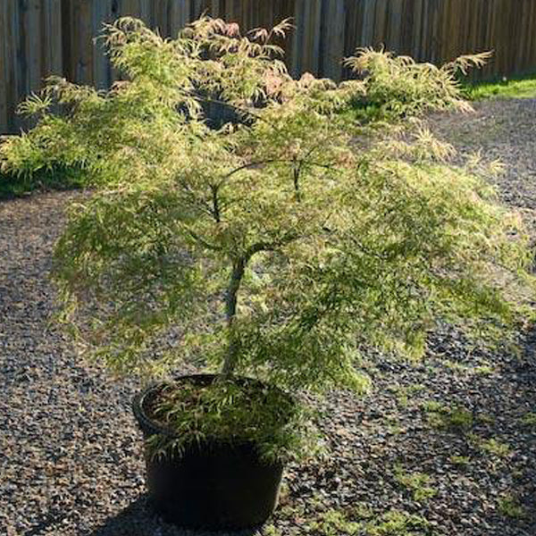 Acer palmatum 'Midori no teiboku' Japanese Maple - Essence of the Tree