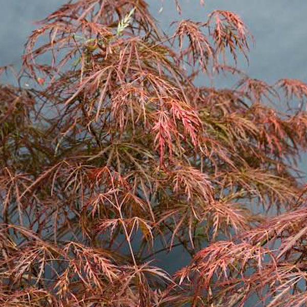 Furnace Touhou Misforståelse Acer palmatum 'Garnet' Japanese Maple - Essence of the tree
