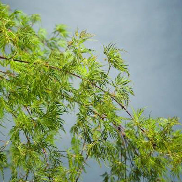 Emerald Lace Japanese Maple