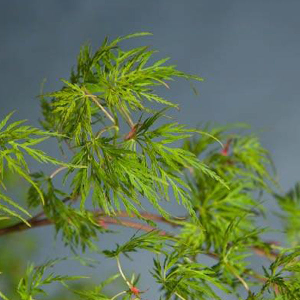 Emerald Lace Japanese Maple