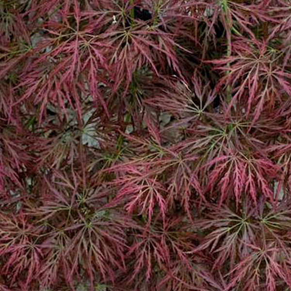 Acer palmatum 'Brocade' Japanese Maple - Essence of the Tree