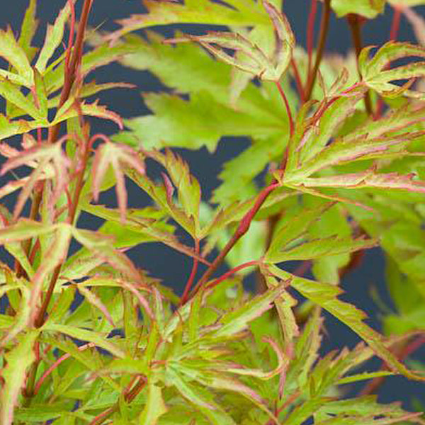 Acer palmatum 'Cynthias Crown Jewel' Japanese Maple - Essence of
