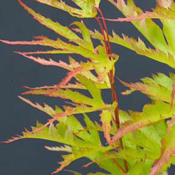 Acer palmatum 'Cynthias Crown Jewel' Japanese Maple - Essence of