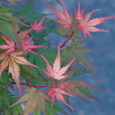 Acer palmatum 'Kurenai jishi' Japanese Maple