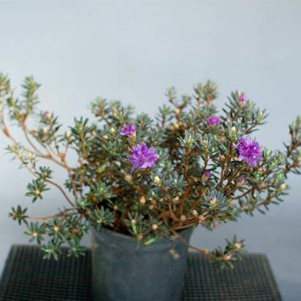 Rhododendron Impeditum