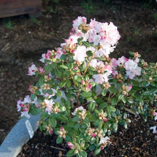 Rhododendron Pink Snowflake