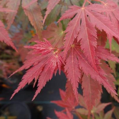 Acer palmatum 'Beni sazanami' Japanese Maple - Essence of the Tree