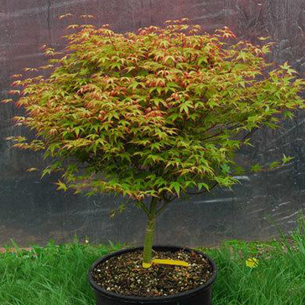 japanese maple bonsai tree acer palmatum Acer palmatum 'Shishio hime' Japanese Maple