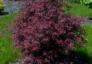 See our Pruning Japanese Maples Video!