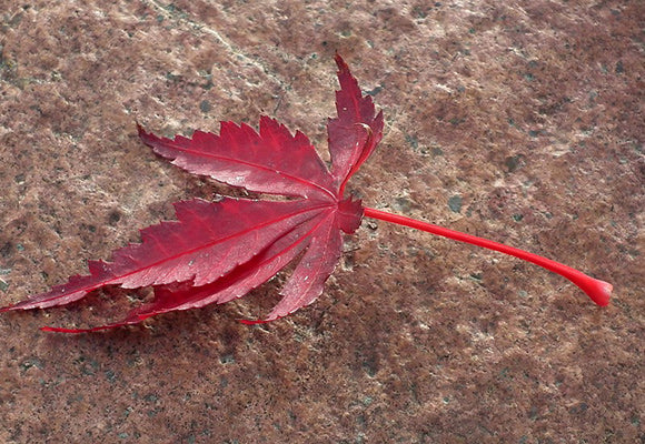 Planting and Cultural Information for Japanese Maples