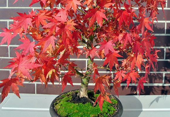 Japanese Maple Rooted Cuttings for Bonsai