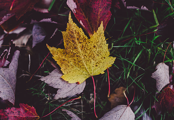 Exceptional New Introductions and Rare Finds