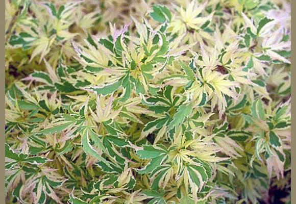 Variegated Maples