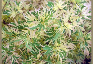 Variegated Maples