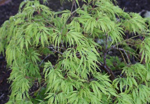 Weeping and Cascading Laceleaf Maples