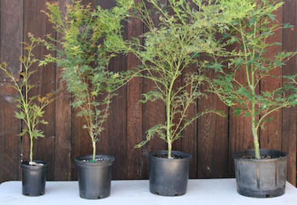 About Our Size Groups