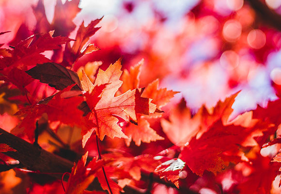 Rich Red Maples for Summer Color