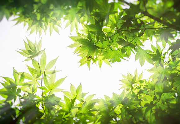 Japanese Maples for Brilliant Spring Color